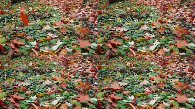 秋叶落在地上