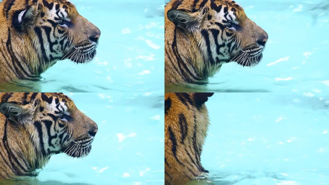 蓝色海水中的老虎