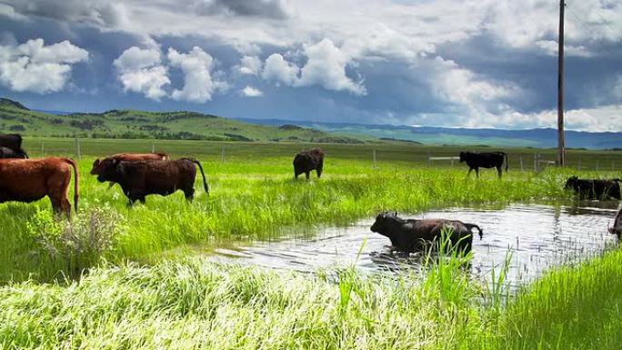 暴风雨的天空下的牛群聚集在水坑里