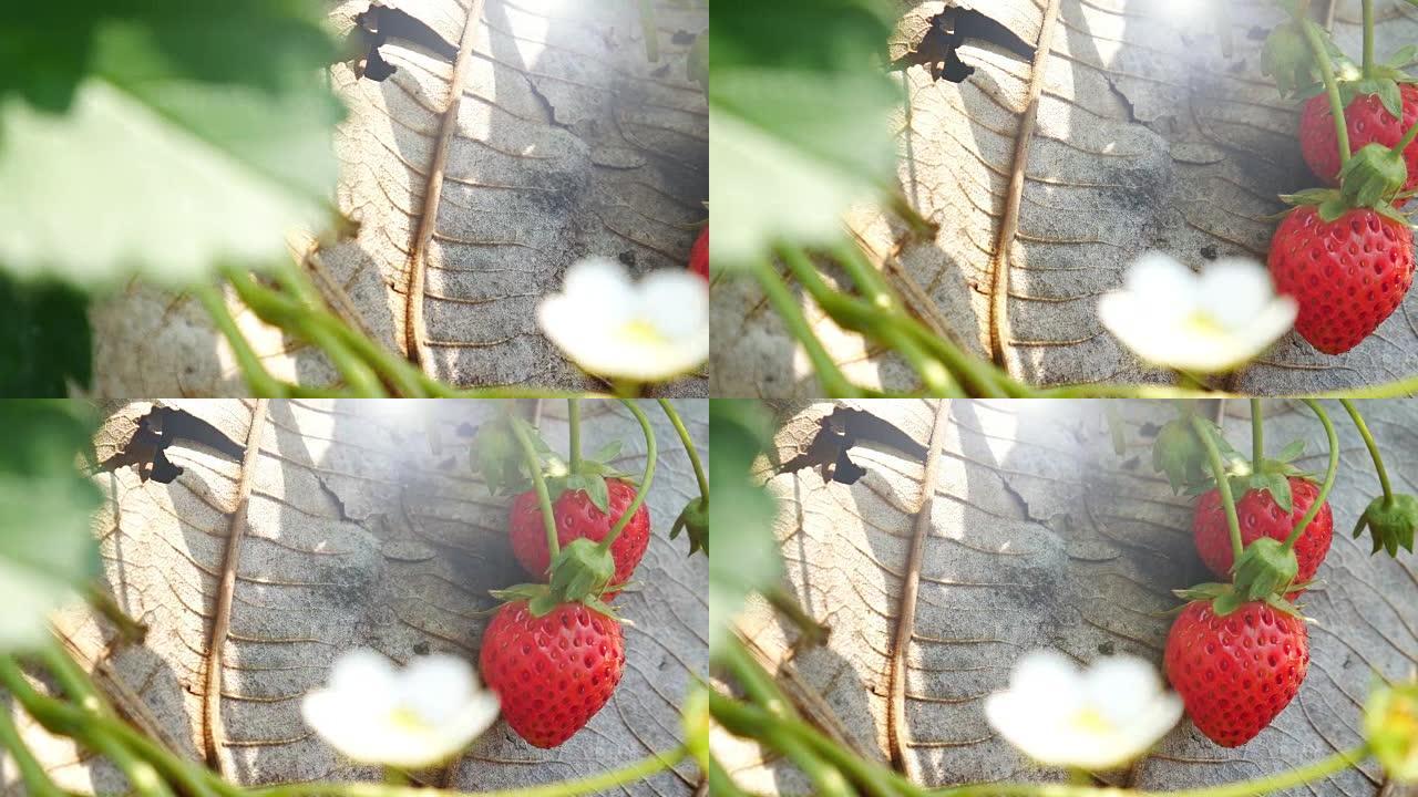 农场里的草莓，4k(UHD)