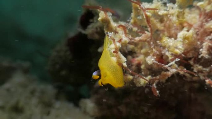 口袋妖怪裸枝 (皮卡丘) 在珊瑚礁爬行 (4K)