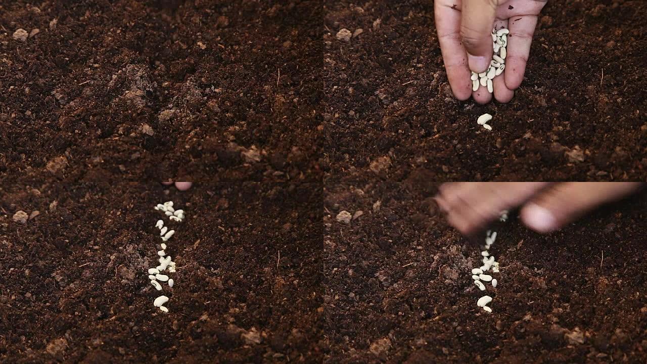 手下人在土壤泥炭藓上播种豆子，