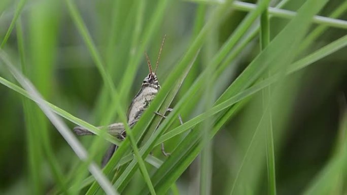 刺客虫或Sycanus collaris