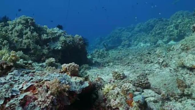 Whitetip reef shark,阿波礁,菲律宾 (4K)