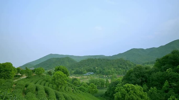 天空，茶树，山丘和农场，实时。