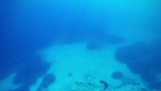自由潜水员在蓝海中用鱼叉捕鱼