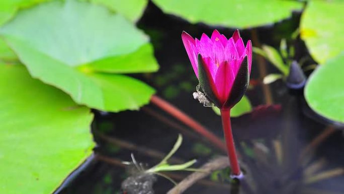 蜜蜂在工作，紫莲花绽放