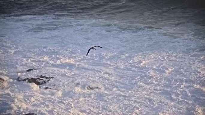 海鸥在海面上慢动作飞行。