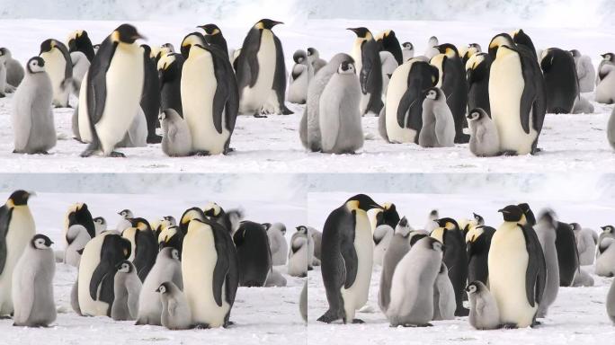 南极企鹅群体中等镜头