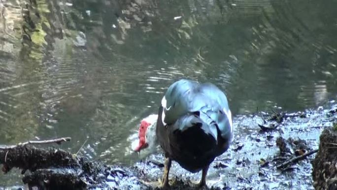 番鸭，Cairina moschata，在河边散步和吃饭