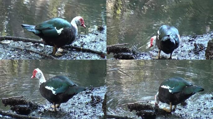 番鸭，Cairina moschata，在河边散步和吃饭