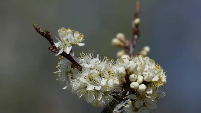蜜蜂授粉梅树花Roxborough州立公园科罗拉多州