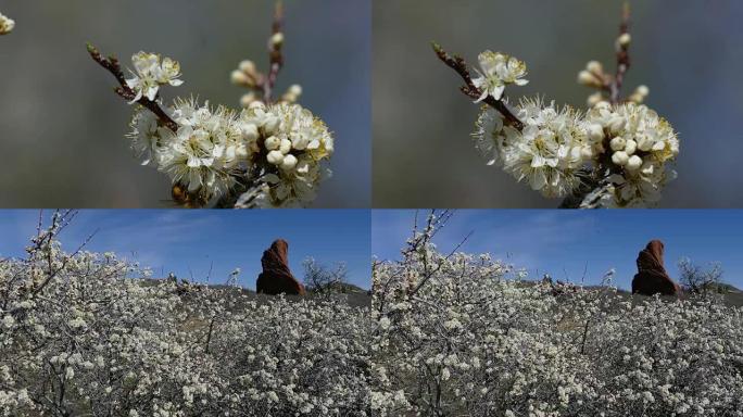蜜蜂授粉梅树花Roxborough州立公园科罗拉多州