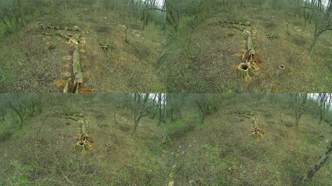 砍伐树林中的坏树