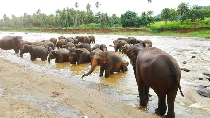 Pinnawela大象孤儿院-沐浴