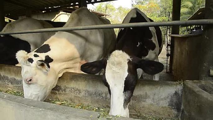 黑白牛吃饲料，泰国