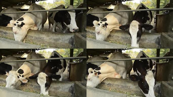 黑白牛吃饲料，泰国