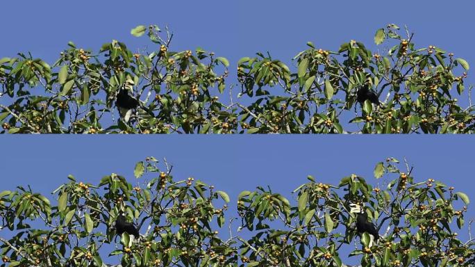 泰国鸟类，雨林野生动物