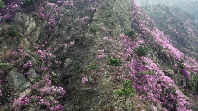 青岛大珠山杜鹃花海航拍4K视频