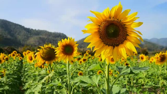 向日葵田野和蓝天，4k(UHD)