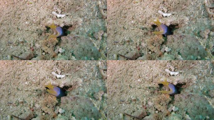 缎带海鳗藏在洞里大海生物