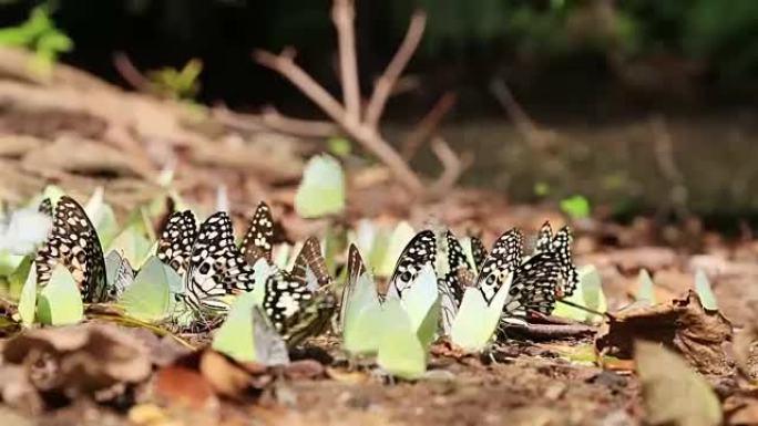 高清平移: 地面上成群的蝴蝶