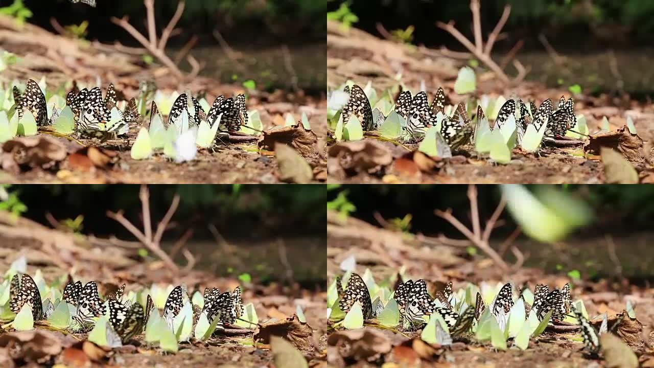 高清平移: 地面上成群的蝴蝶