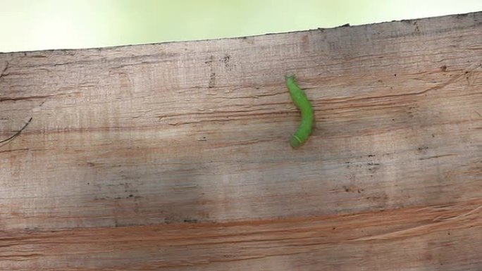 木头上的毛毛虫叮咬刺绿色