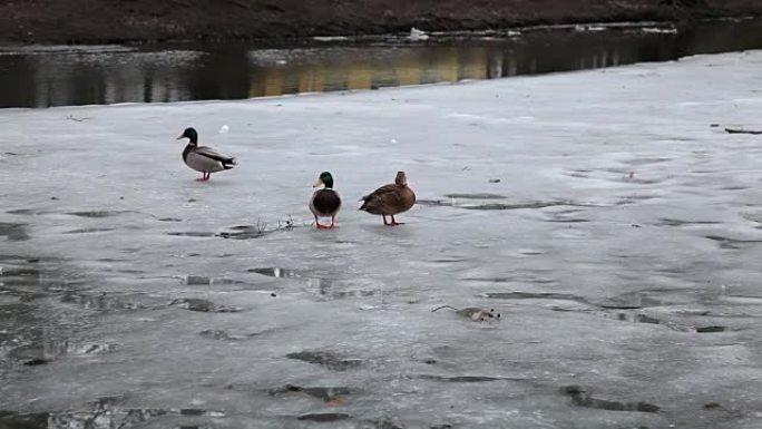 鸭子在半冻河的冰上滑落