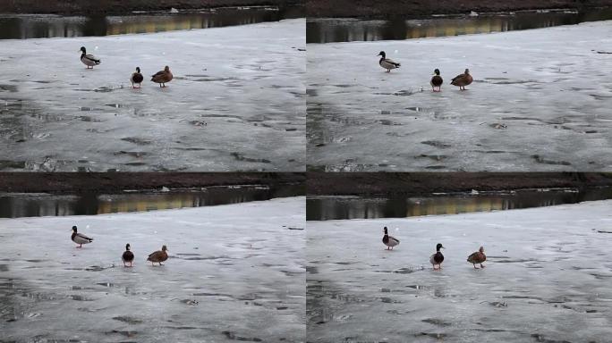 鸭子在半冻河的冰上滑落