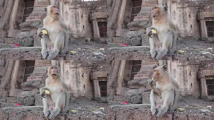 猴子在泰国华富里市吃水果