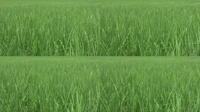 翠绿的稻田