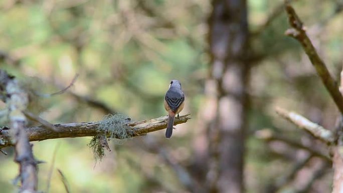 灰背伯劳鸟野生动物保护生物生态飞翔飞鸟