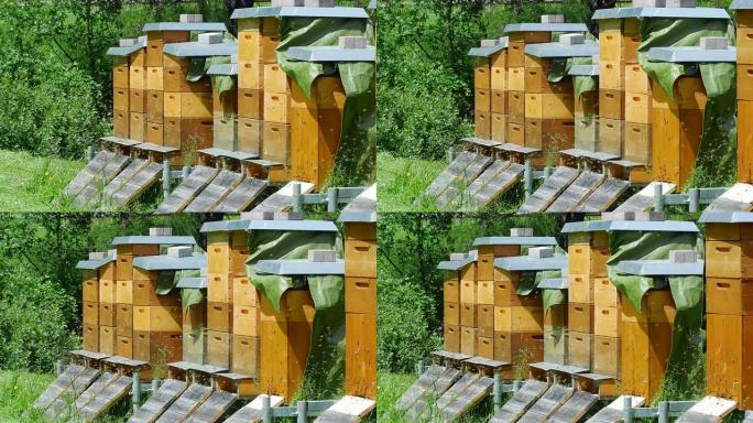 泛蜜蜂抵达蜂箱 (UHD)