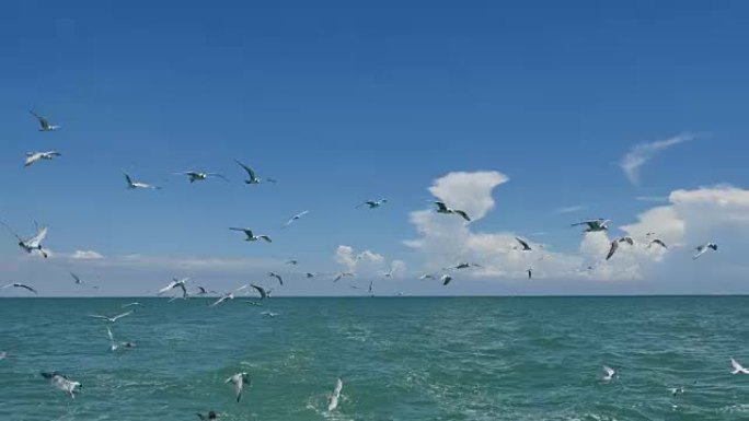 海鸥剥皮天际线海平面出海赶海海鸟跟随