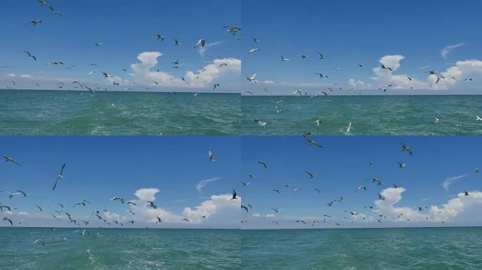 海鸥剥皮天际线海平面出海赶海海鸟跟随
