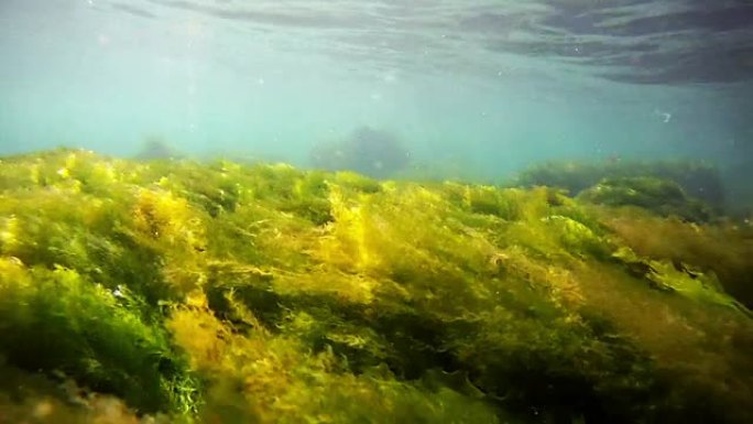 海底植物潜水海底植物潜水