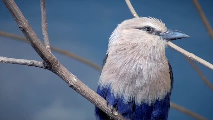 蓝色贝氏滚筒野生动物保护生物生态飞翔飞鸟