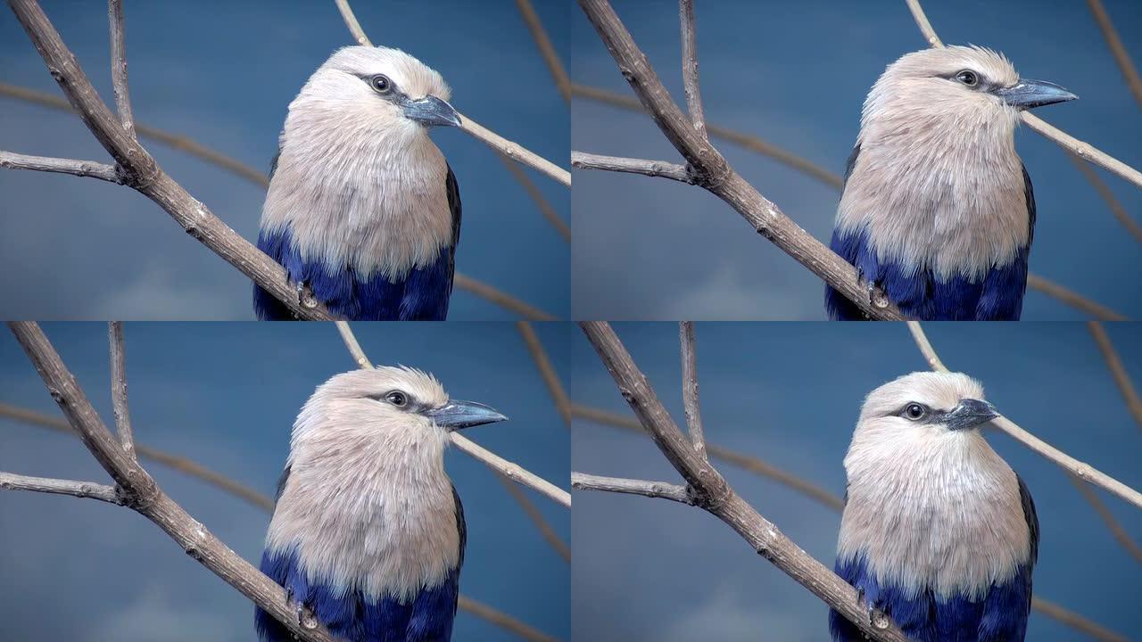 蓝色贝氏滚筒野生动物保护生物生态飞翔飞鸟