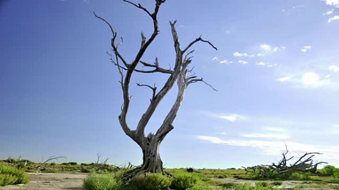 3月奇基塔泻湖的一棵枯树的延时