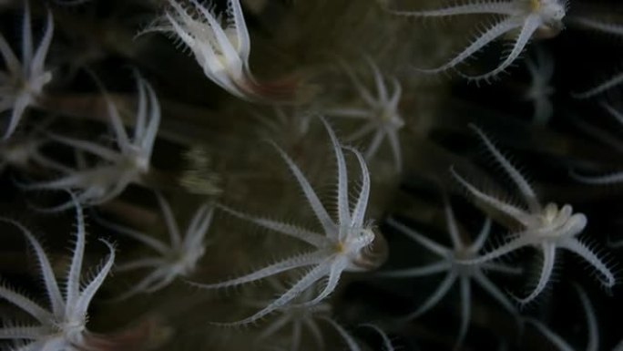 海狮在水下捕食浮游生物