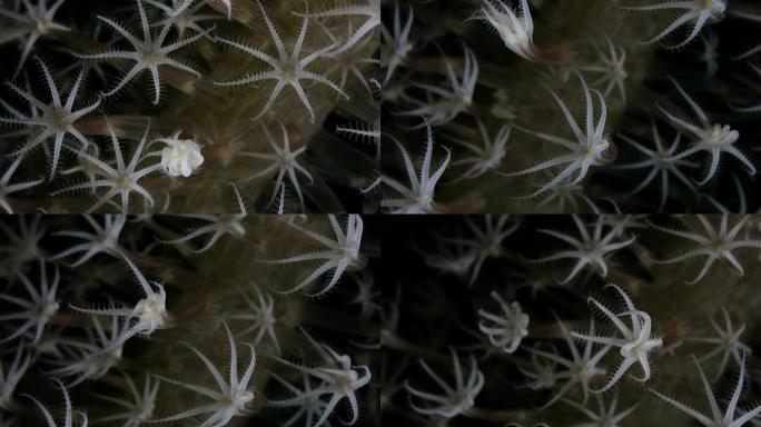 海狮在水下捕食浮游生物