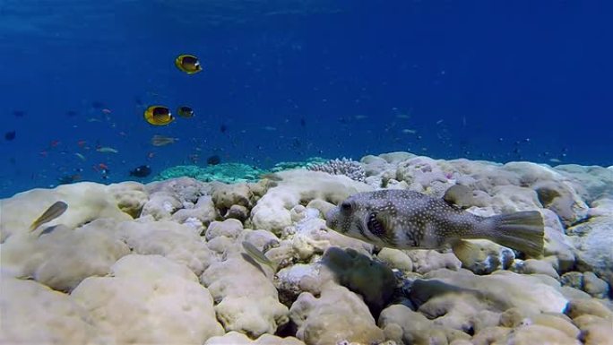 珊瑚礁上的白斑河豚-红海