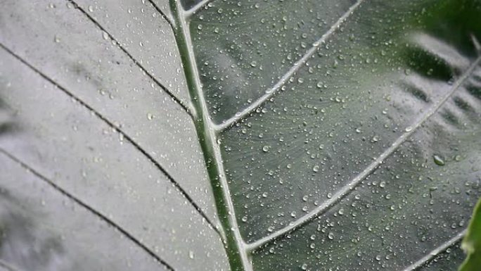 雨落在树叶上