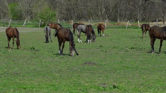 在田野里吃草的马