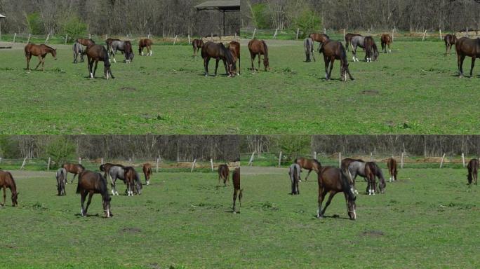 在田野里吃草的马