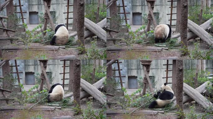 4K大熊猫转身侧身吃竹子