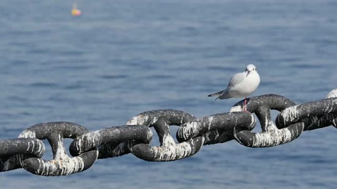 海鸥栖息在锚链上。
