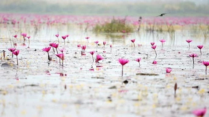 高清平移: 泰国乌东塔尼的红莲湖