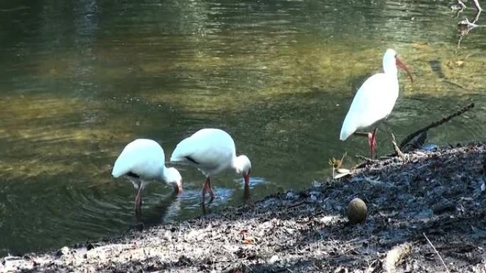 三只白Ibis，Eudocimus albus，在河边觅食